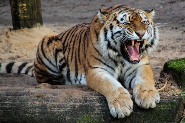 Experience a tiger safari